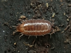Trichoniscidae