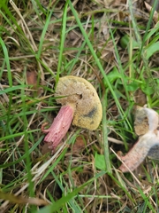 Xerocomellus chrysenteron