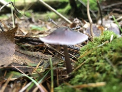 Mycena pura
