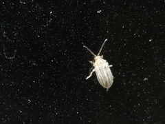 Ophraella communa