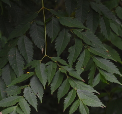 Koelreuteria bipinnata