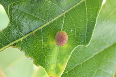 Acraspis quercushirta