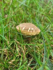 Xerocomellus chrysenteron