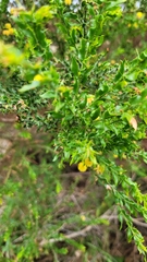 Acacia paradoxa
