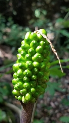 Arisaema macrospathum