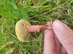 Xerocomellus chrysenteron