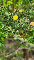 Acacia paradoxa