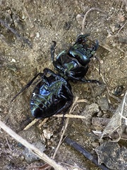 Pasimachus elongatus