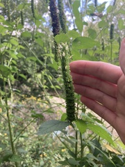 Agastache nepetoides