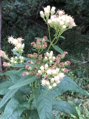 Hasteola suaveolens
