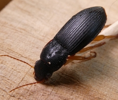 Pseudoophonus
