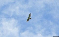 Buteo brachyurus