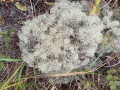 Cladonia subtenuis