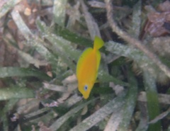 Acanthurus coeruleus