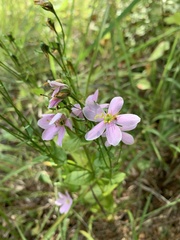 Sabatia angularis