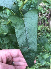 Hasteola suaveolens