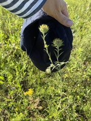 Carlina biebersteinii
