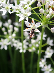 Eristalinae