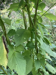 Agastache nepetoides