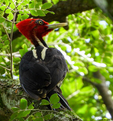 Campephilus guatemalensis