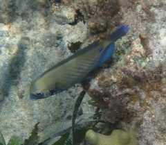 Acanthurus chirurgus