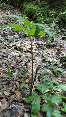 Arisaema macrospathum
