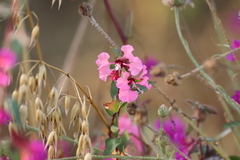 Clarkia