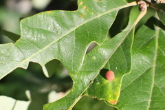 Acraspis quercushirta