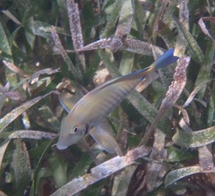 Acanthurus chirurgus