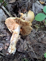 Cortinarius caperatus