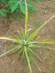Ananas comosus