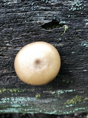 Tricholomopsis decora