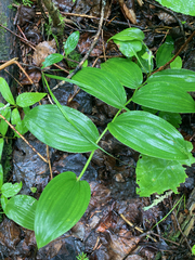 Streptopus lanceolatus