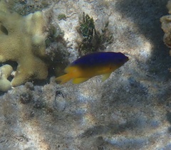 Stegastes leucostictus