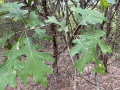 Quercus shumardii