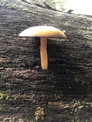 Tricholomopsis decora