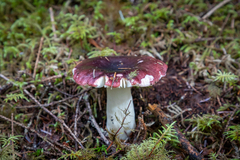 Russula xerampelina