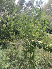 Agastache nepetoides