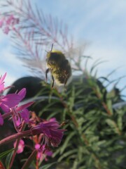 Bombus lucorum