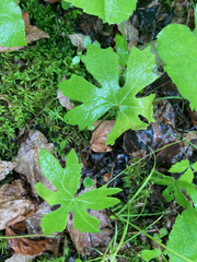 Petasites frigidus