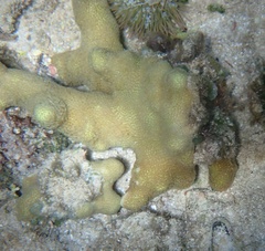 Porites