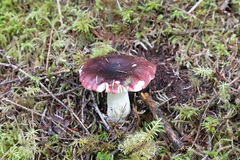 Russula xerampelina