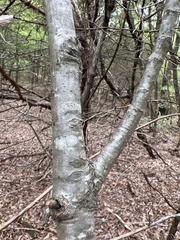 Quercus shumardii