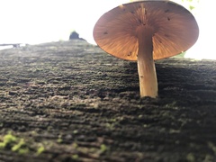 Tricholomopsis decora