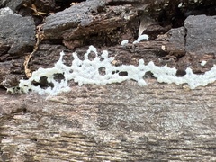 Ceratiomyxa fruticulosa