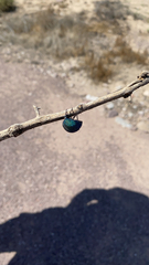 Cysteodemus wislizeni