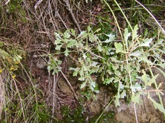 Morella quercifolia