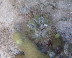 Lytechinus variegatus