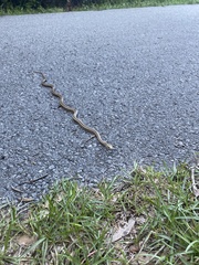 Pantherophis alleghaniensis