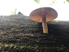 Tricholomopsis decora